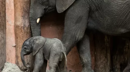 African elephant Pina-Nessi and her calf Mosi, born 4 November 2023