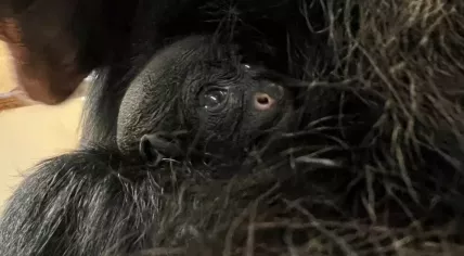 Red-faced spider monkey baby at GaiaZoo, November 2023.