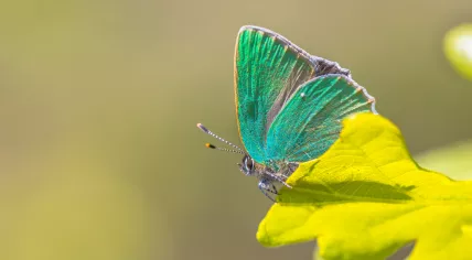 A green hairstreak butterfly seen on an oak leaf in the Netherlands in 2016