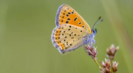 A sooty copper butterfly seen in the Drentsche Aa, a national park in Tynaarlo, in 2016