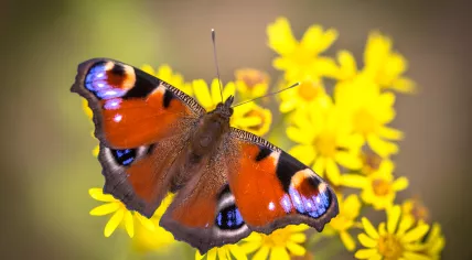 A European peacock butterfly spotted in the Netherlands in 2017