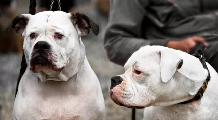 Two American bulldogs.