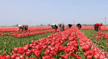 Workers on a tulip farm