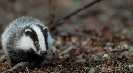 Badger