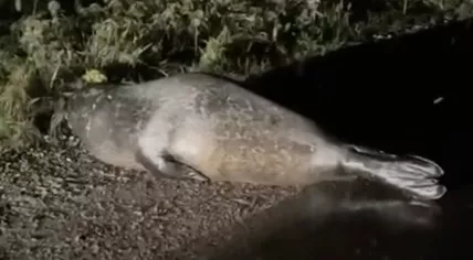 Seal found lost in Assendelft, 3 December 2023