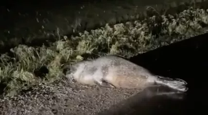 Seal found lost in Assendelft, 3 December 2023
