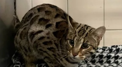 Bengal cat found in Noord-Holland, October 2023