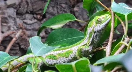 One of 14 New Zealand jewel geckos found in Noord-Holland, October 2023