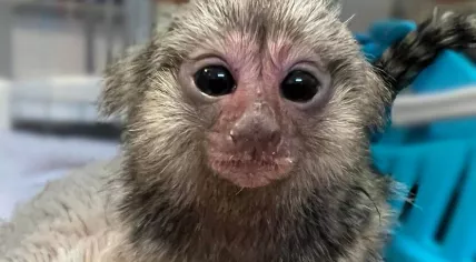White-eared marmoset found in Rotterdam, October 2023