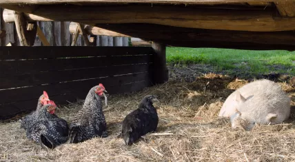 Chickens and a pig on a free range farm