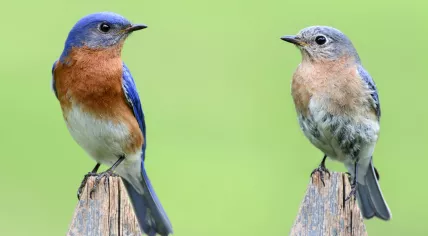 Bluebirds