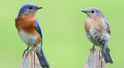 Bluebirds