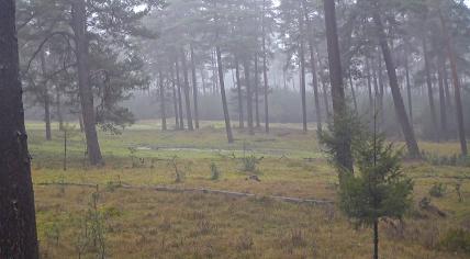 A chilly morning in the Hoge Veluwe, a national park in Gelderland. 14 January 2024