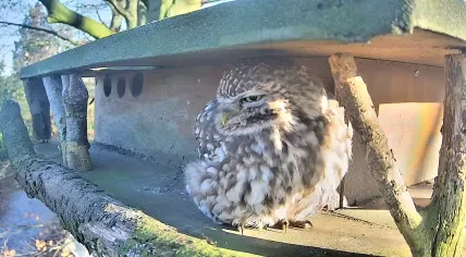 A steenuil, known in English as a little owl, steps out of it’s nesting box in Sprundel, Noord-Brabant. 10 January 2024