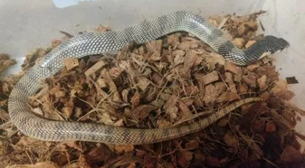 A photo of a shield-nosed Cobra