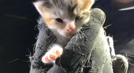 One of over 140 neglected animals seized from an animal collector in Echt-Susteren, Limburg. 30 January 2024