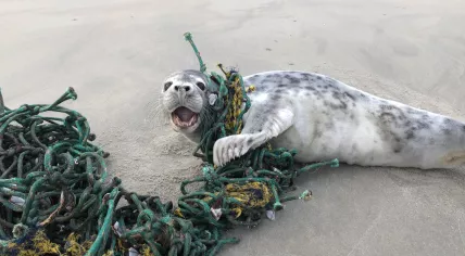 Young gray seal trapped in a fishing net on a beach on Ameland, 20 February 2024