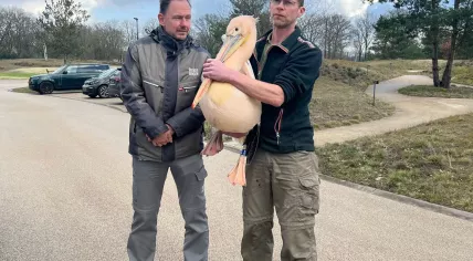 Rescued pelícano in Vught, Tuesday 13 February 2024