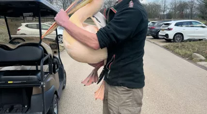 Rescued pelícano in Vught, Tuesday 13 February 2024