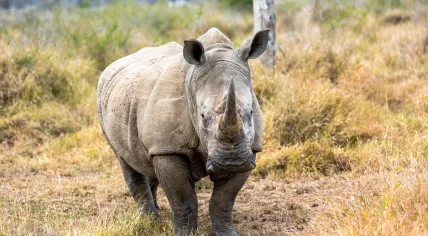 White rhinoceros or square-lipped rhinoceros