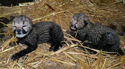 Two cheetah cups born in Safari Park Beekse Bergen in Hilvarenbeek.