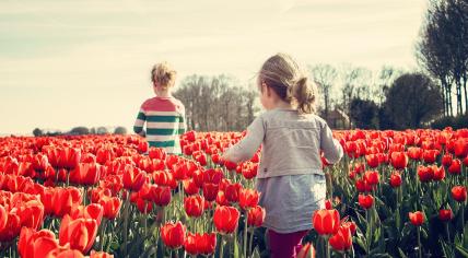 Two children playing in a field of red tulips on King's Day in the Netherlands in 2015