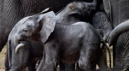 Tendai, an African elephant born at Beekse Bergen on 19 February 2024. Tendai is the third African elephant calf born at the safari park since November. The other two, Mosi and Ajabu, are visible in the background