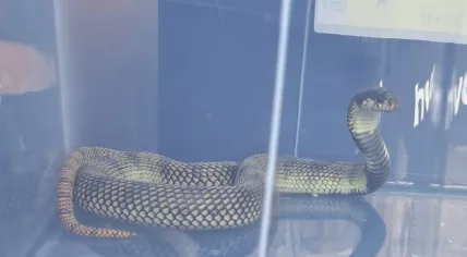 A venomous shield-nosed cobra that escaped from a home in Lelystad was captured a month later. 18 March 2024