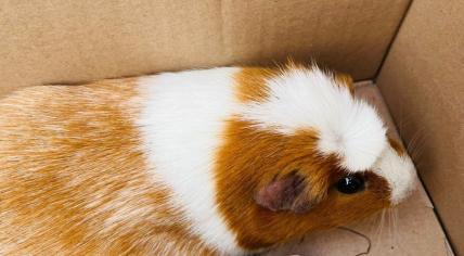 Guinea pigs made up roughly half the total of animals abandoned in one go at a rescue shelter in Zwolle on 3 March 2024