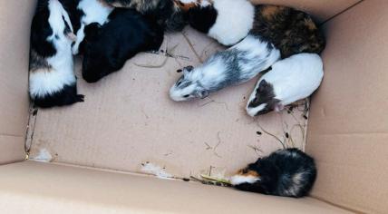 Guinea pigs made up roughly half the total of animals abandoned in one go at a rescue shelter in Zwolle on 3 March 2024