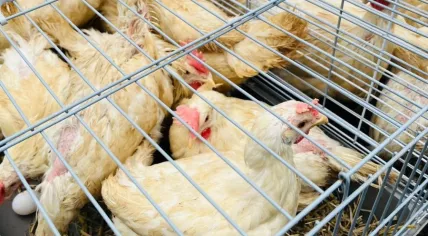A total of 21 chickens and 12 roosters were dumped along with 151 other animals at a shelter in Zwolle on 3 March 2024