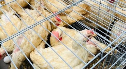 A total of 21 chickens and 12 roosters were dumped along with 151 other animals at a shelter in Zwolle on 3 March 2024