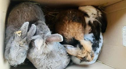 Dozens of rabbits were among the 184 animals dumped at a rescue shelter in Zwolle on 3 March 2024