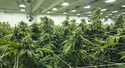 Cannabis plantation