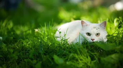 A white cat hiding in the grass