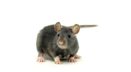 Brown rat on a white background 