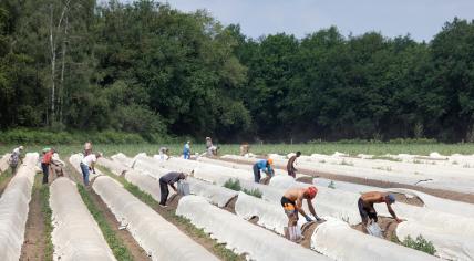 Seasonal workers harvesting asparagus on a farm in Lottum, Horst aan de Maas, Limburg. 19 June 2021