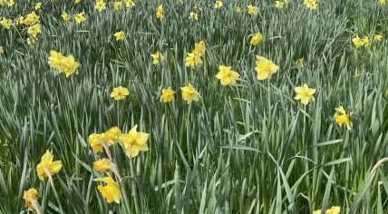 Daffodils blooming in Amsterdam, 26 March 2024