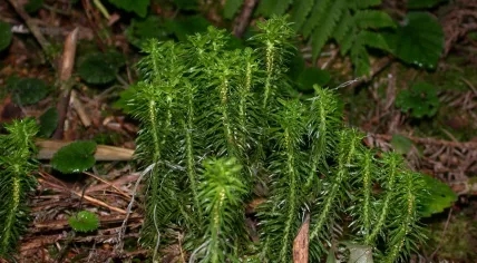 Huperzia serrata  also known as Lycopodium serratum