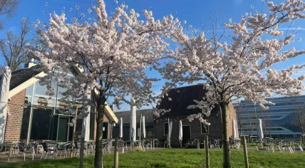 Cherry blossoms at the University of Amsterdam Science Park, 14 March 2024