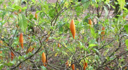 A photo of Tabernatha Iboga, A shrub native to Central Africa that has hallucinogenic properties