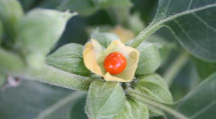 A Berry of the Withania somnifera plant.