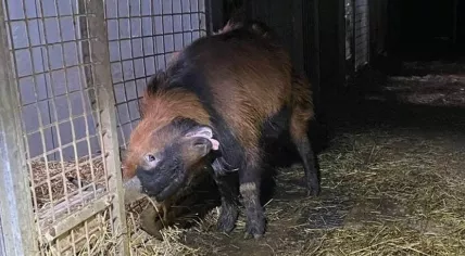 A goat with its horn stuck in the fence around its enclosure at a Noord-Brabant breeder, 11 March 2024