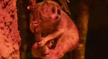 Twin pygmy slow lorises born at Amersfoort Zoo, April 2024
