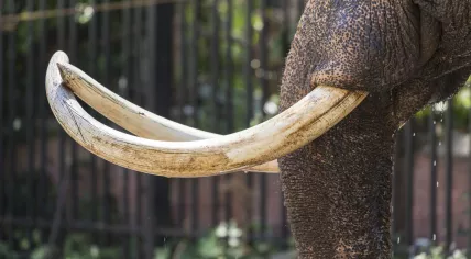 Close up of an elephant tusk made of ivory. 