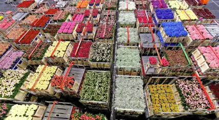 Crates with flowers ready for distribution 