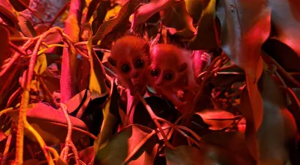 Twin pygmy slow lorises born at Amersfoort Zoo, April 2024