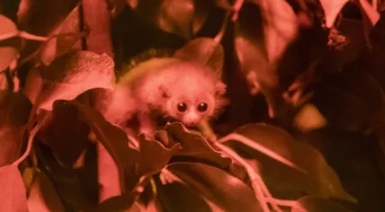 Twin pygmy slow lorises born at Amersfoort Zoo, April 2024