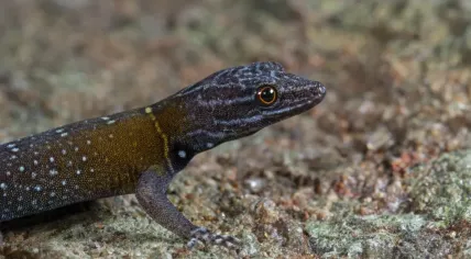Cnemaspis vangoghi