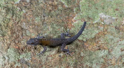 Cnemaspis vangoghi